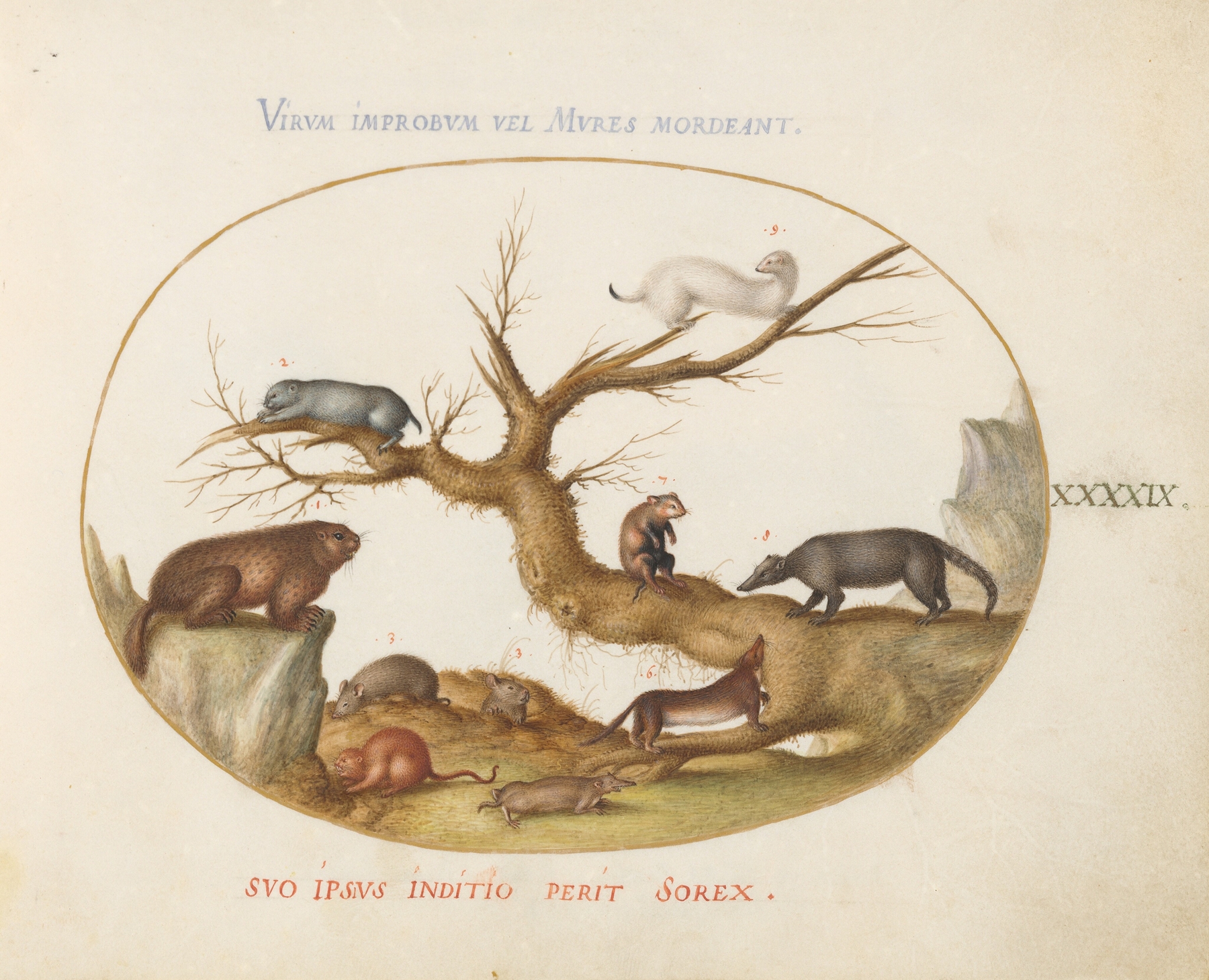 Marmot, Hamsters, Rat, Field Mouse, Shrew, and a Coatimundi by Joris Hoefnagel