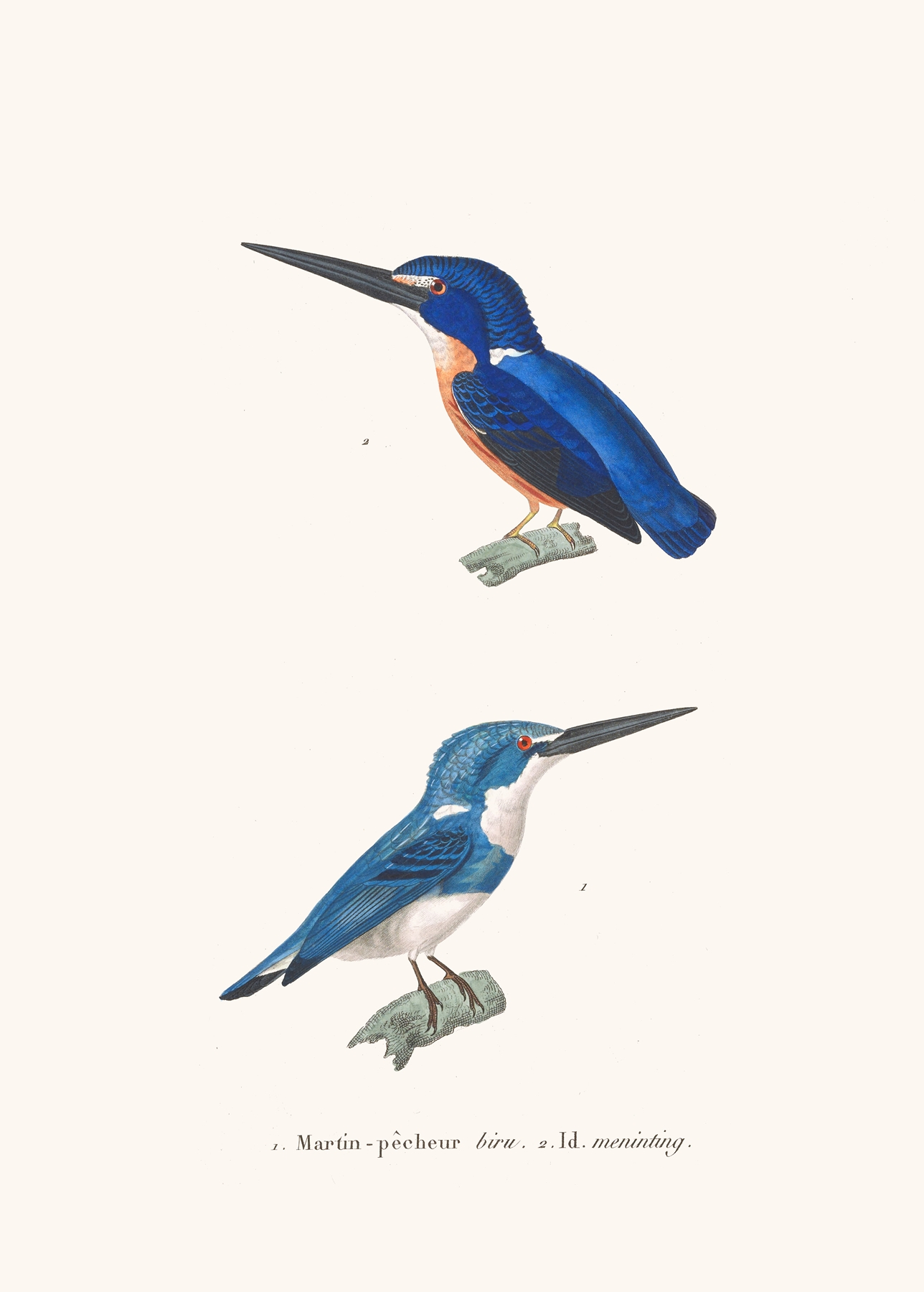 Martin-Pécheur Biru by Coenraad Jacob Temminck