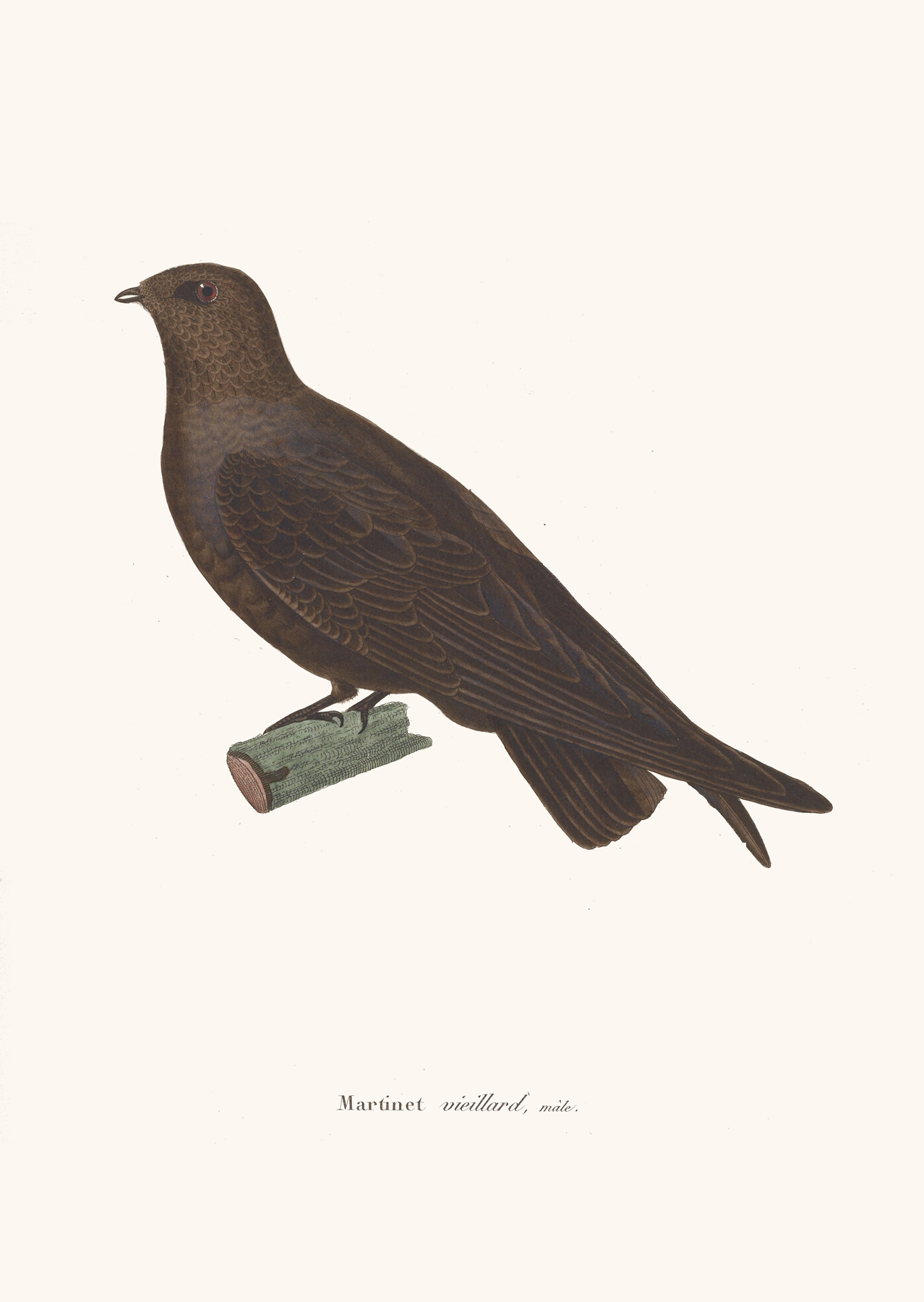 Martinet Vieillard. by Coenraad Jacob Temminck