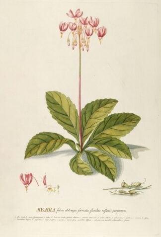 Meadia by Georg Dionysius Ehret