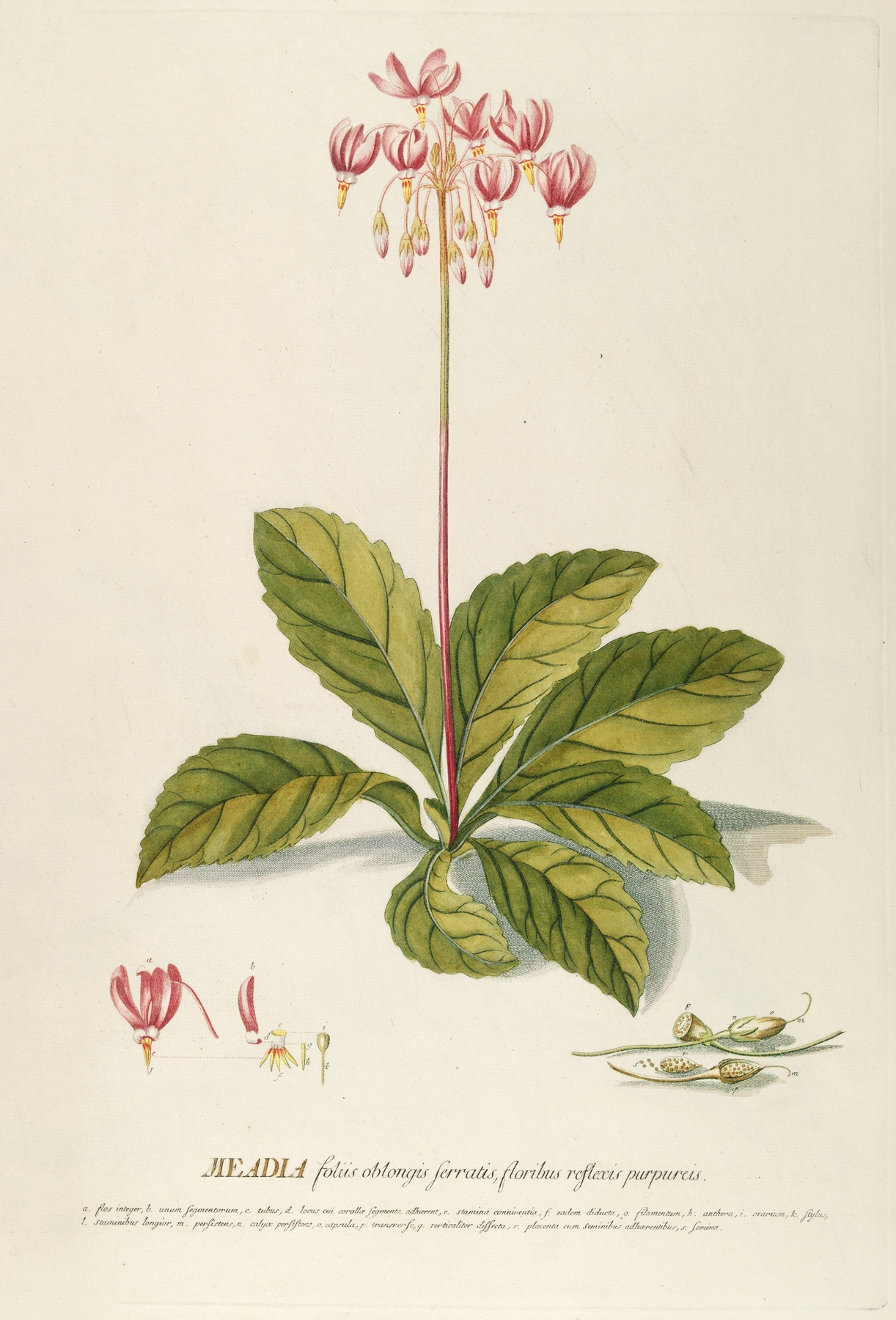 Meadia by Georg Dionysius Ehret