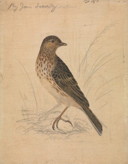 Meadow Pipit by James Sowerby