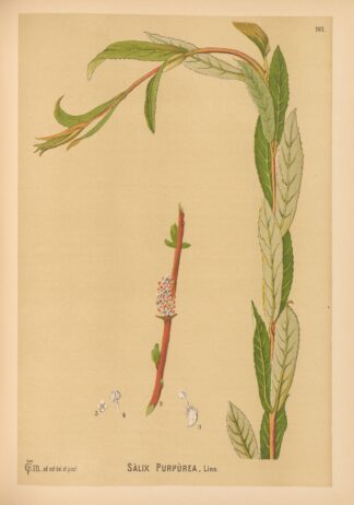 Medicinal Plants Pl.059 by Charles Frederick Millspaugh