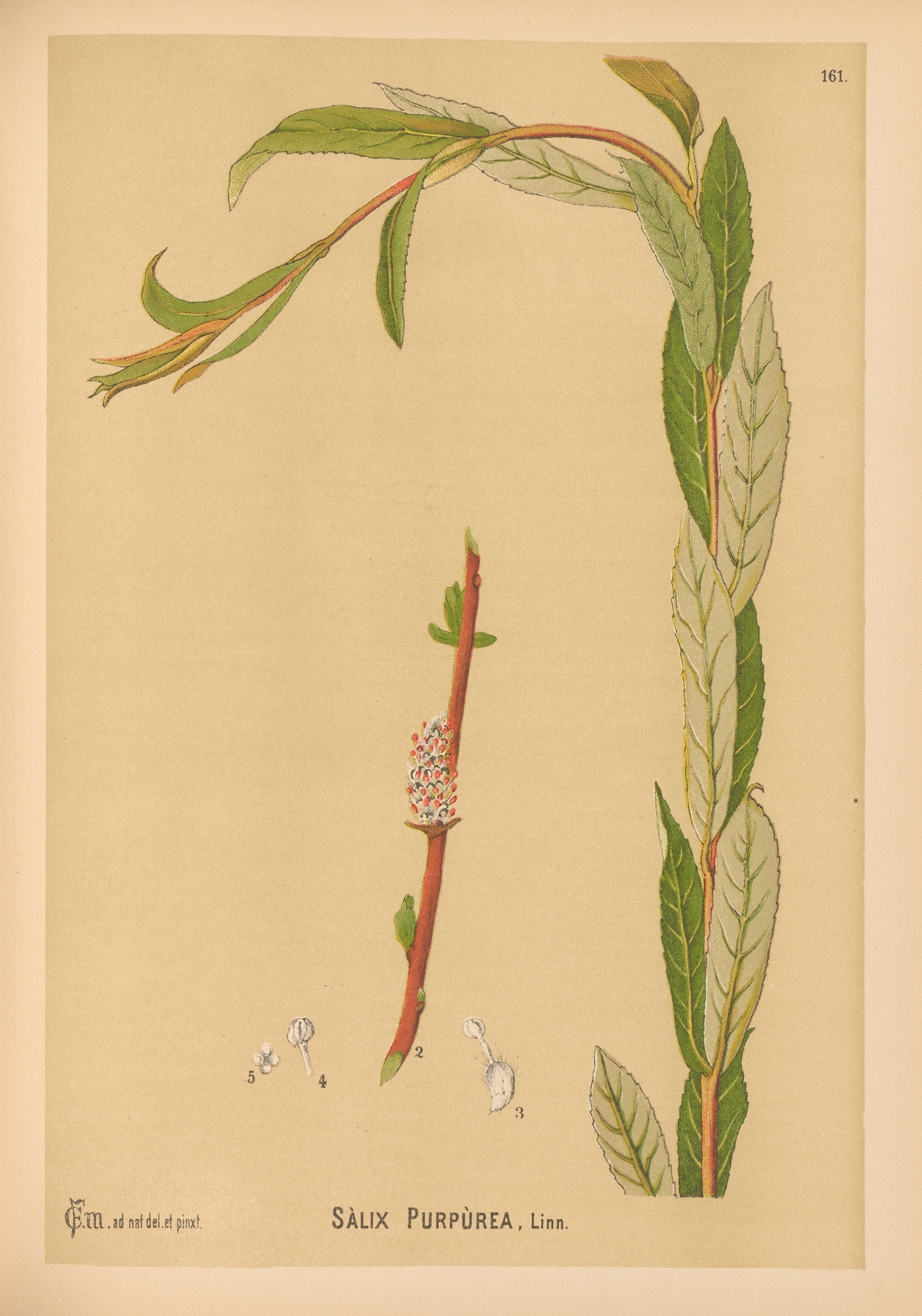 Medicinal Plants Pl.059 by Charles Frederick Millspaugh