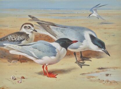 Mediterranean gull and juvenile with sandwich terns on a beach by Archibald Thorburn