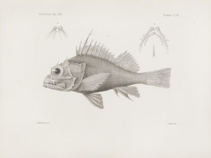 Memoirs of the Museum of Comparative Zoology at Harvard College Pl.07 by Harvard University. Museum of Comparative Zoology