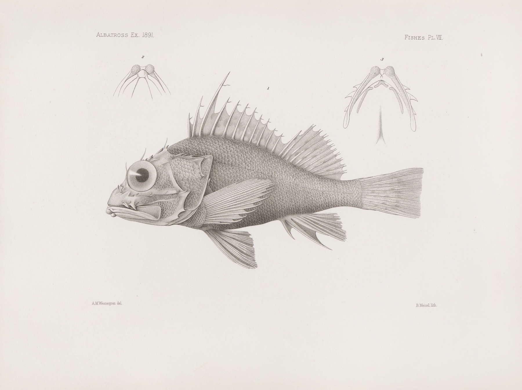 Memoirs of the Museum of Comparative Zoology at Harvard College Pl.07 by Harvard University. Museum of Comparative Zoology