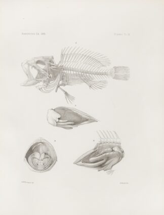 Memoirs of the Museum of Comparative Zoology at Harvard College Pl.09 by Harvard University. Museum of Comparative Zoology