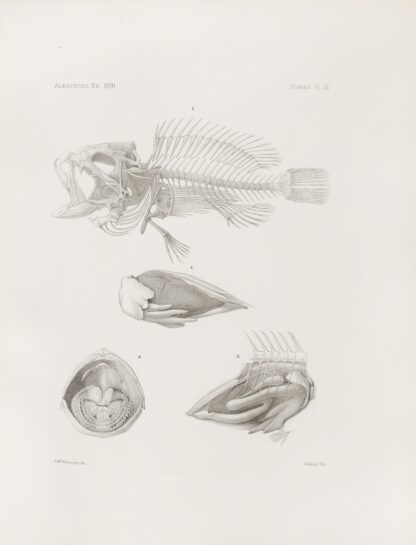 Memoirs of the Museum of Comparative Zoology at Harvard College Pl.09 by Harvard University. Museum of Comparative Zoology