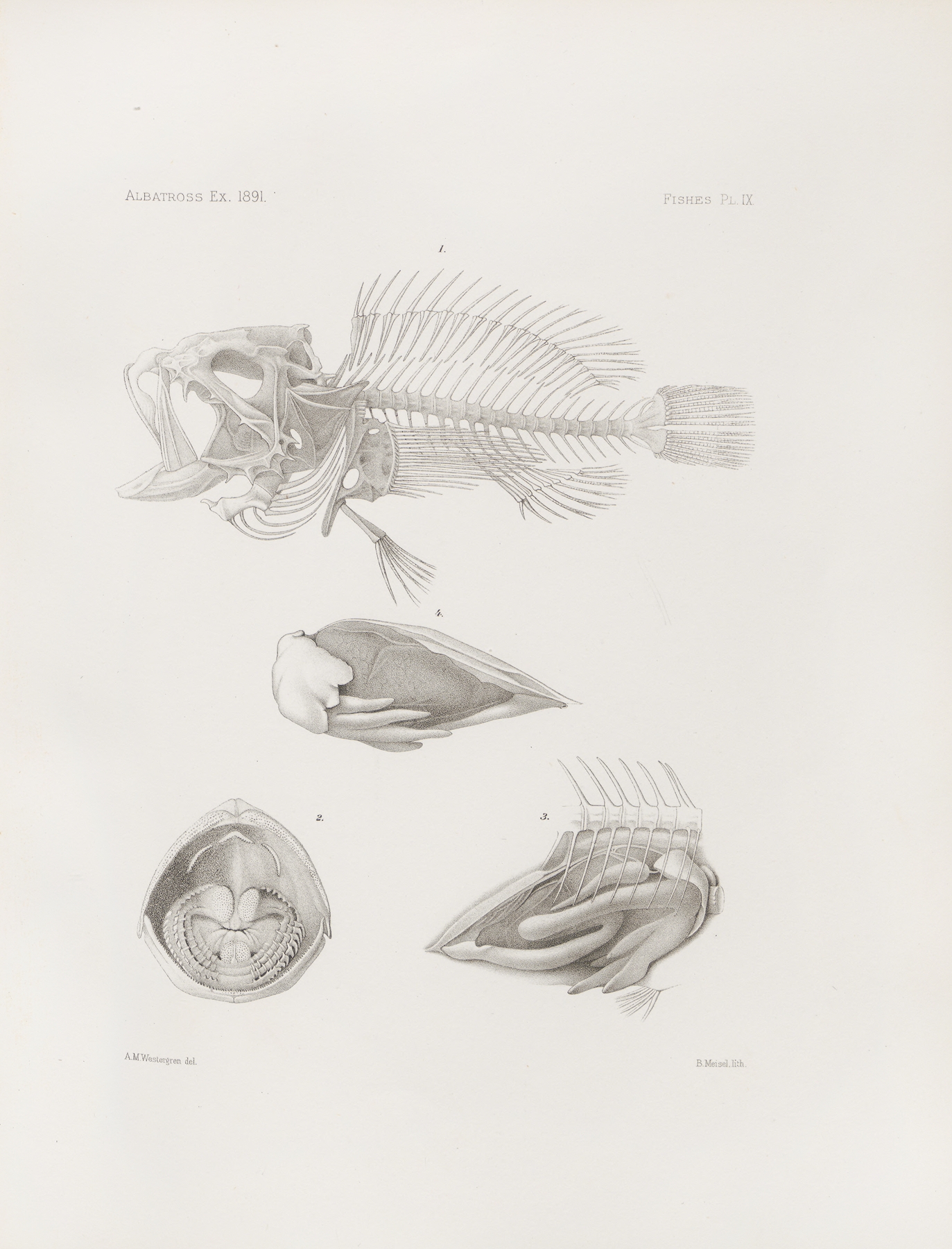 Memoirs of the Museum of Comparative Zoology at Harvard College Pl.09 by Harvard University. Museum of Comparative Zoology