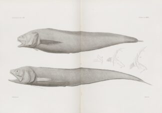 Memoirs of the Museum of Comparative Zoology at Harvard College Pl.36 by Harvard University. Museum of Comparative Zoology