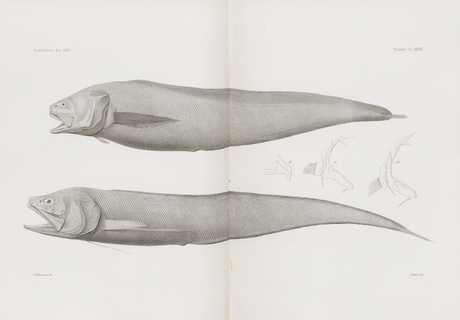 Memoirs of the Museum of Comparative Zoology at Harvard College Pl.36 by Harvard University. Museum of Comparative Zoology