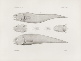 Memoirs of the Museum of Comparative Zoology at Harvard College Pl.40 by Harvard University. Museum of Comparative Zoology