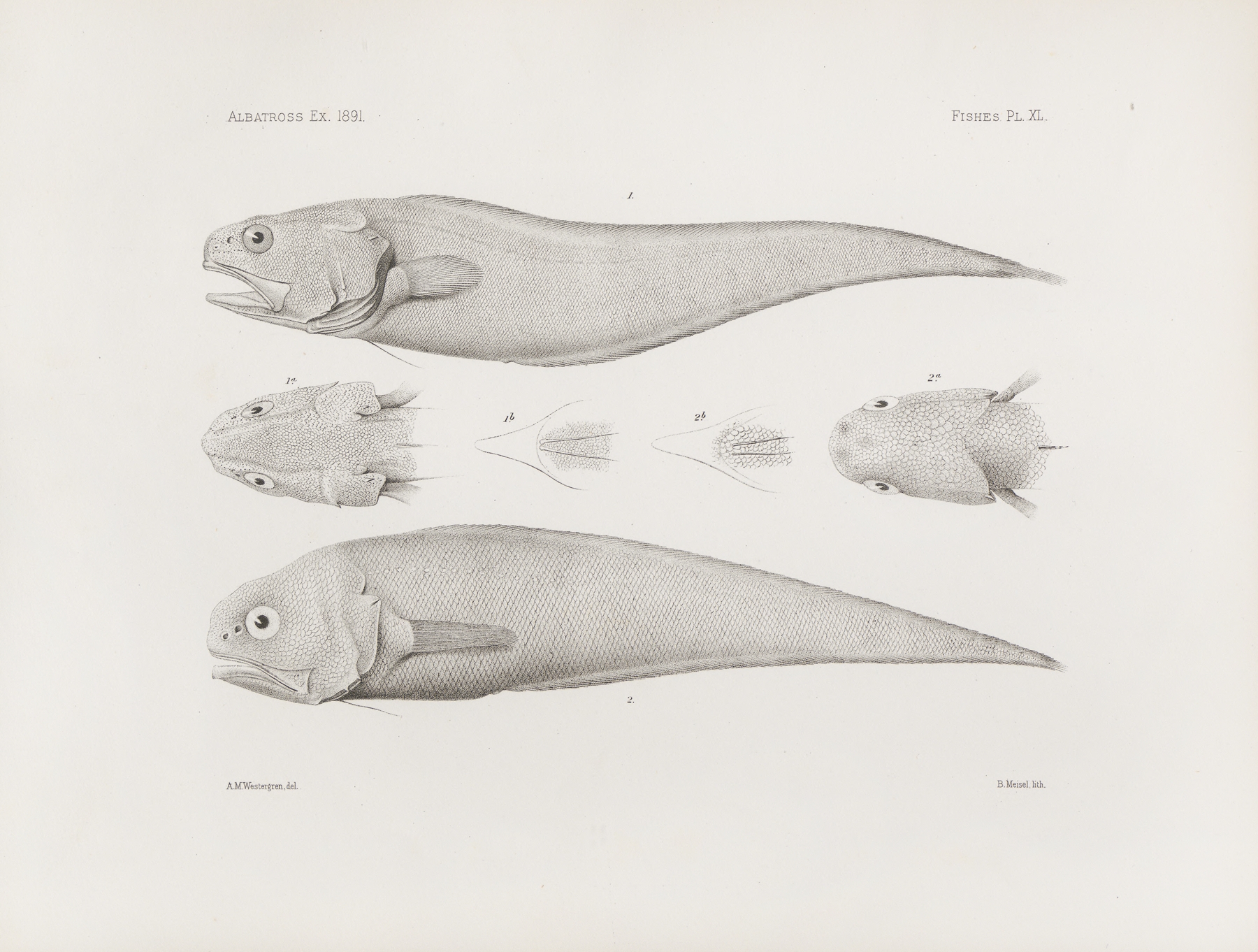 Memoirs of the Museum of Comparative Zoology at Harvard College Pl.40 by Harvard University. Museum of Comparative Zoology