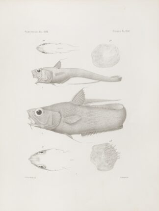 Memoirs of the Museum of Comparative Zoology at Harvard College Pl.46 by Harvard University. Museum of Comparative Zoology