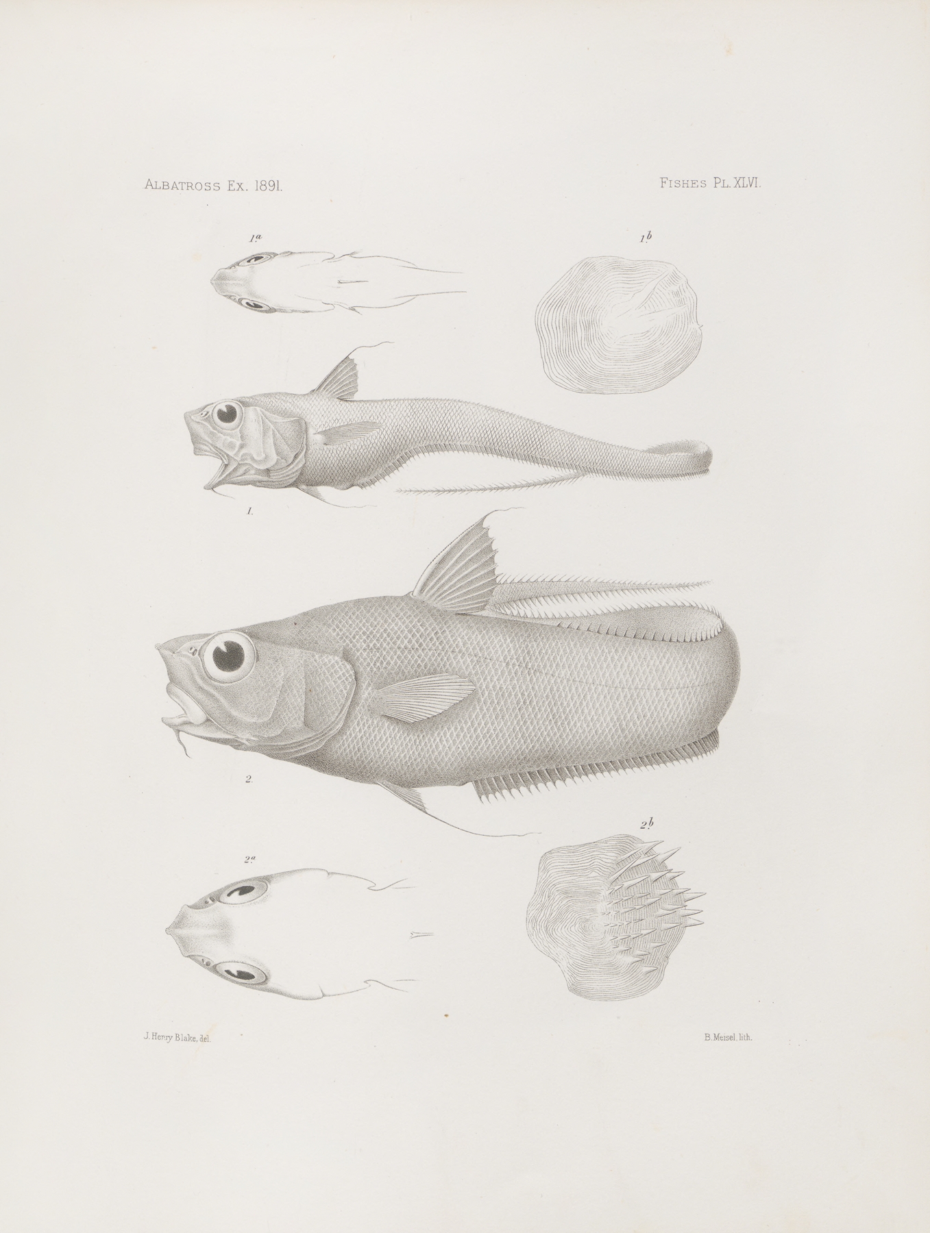 Memoirs of the Museum of Comparative Zoology at Harvard College Pl.46 by Harvard University. Museum of Comparative Zoology
