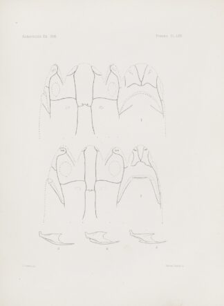 Memoirs of the Museum of Comparative Zoology at Harvard College Pl.69 by Harvard University. Museum of Comparative Zoology