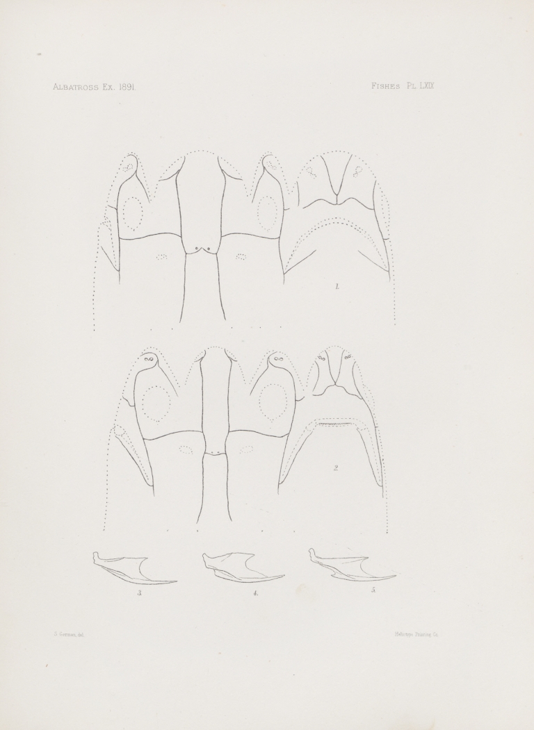 Memoirs of the Museum of Comparative Zoology at Harvard College Pl.69 by Harvard University. Museum of Comparative Zoology