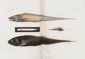 Memoirs of the Museum of Comparative Zoology at Harvard College Pl.90 by Harvard University. Museum of Comparative Zoology