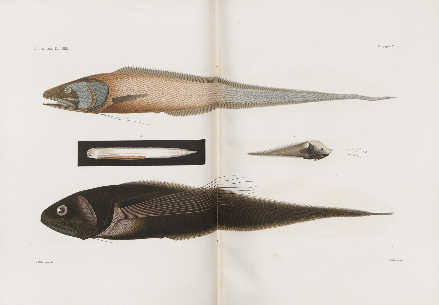 Memoirs of the Museum of Comparative Zoology at Harvard College Pl.90 by Harvard University. Museum of Comparative Zoology