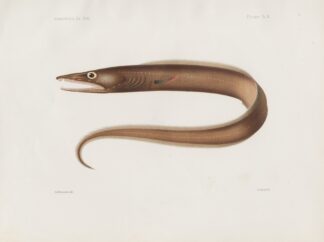Memoirs of the Museum of Comparative Zoology at Harvard College Pl.97 by Harvard University. Museum of Comparative Zoology