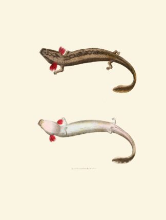 Menobranchus lateralis by John Edwards Holbrook