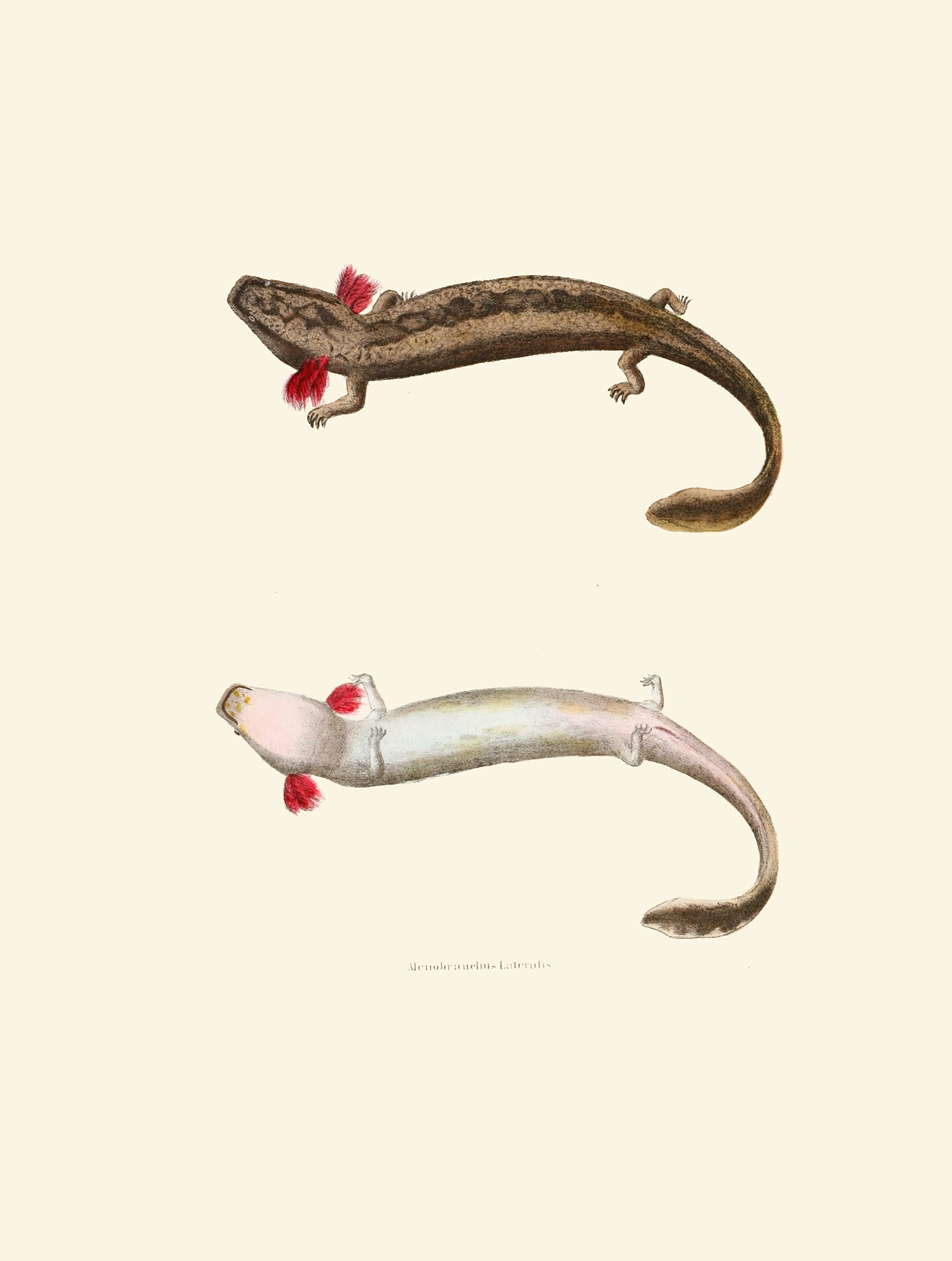 Menobranchus lateralis by John Edwards Holbrook