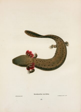 Menobranchus maculatus by John Edwards Holbrook