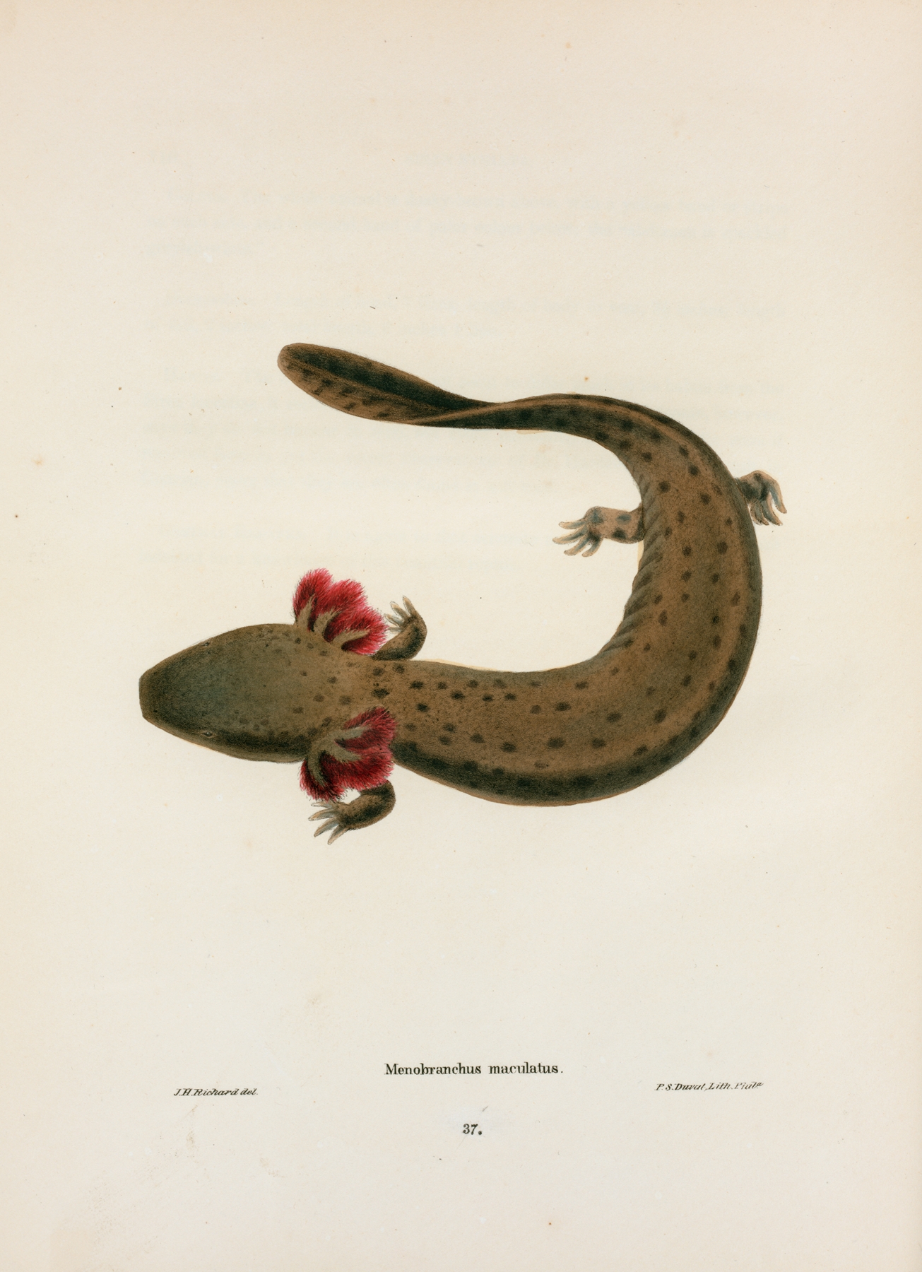 Menobranchus maculatus by John Edwards Holbrook