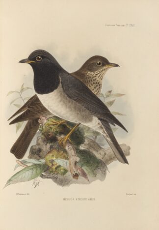 Merula Atrigularis by Henry Seebohm
