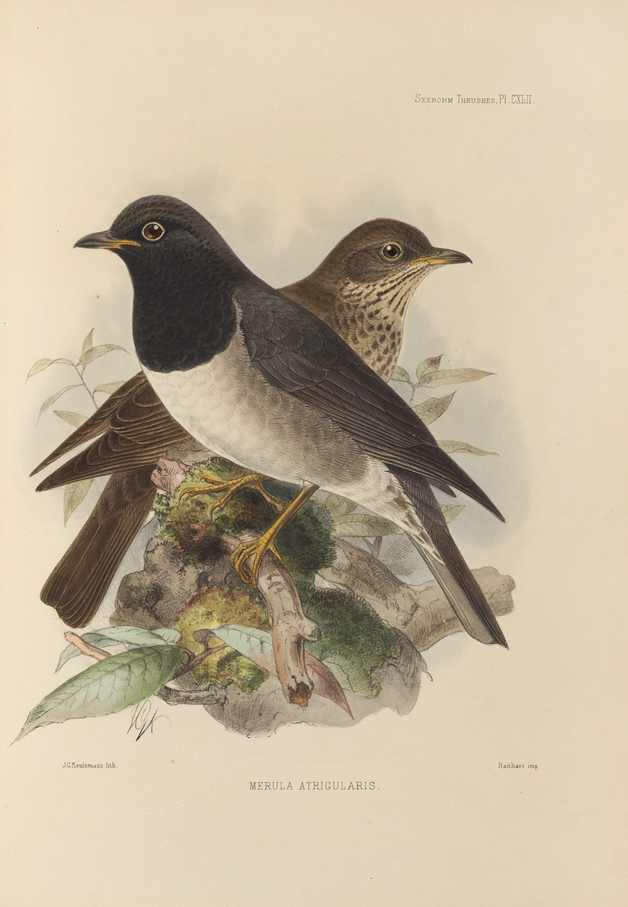 Merula Atrigularis by Henry Seebohm