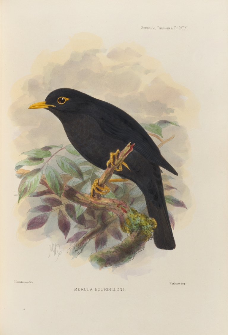 Merula Bourdilloni by Henry Seebohm