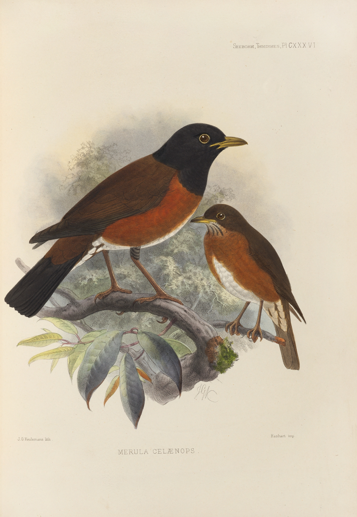 Merula Celaenops by Henry Seebohm