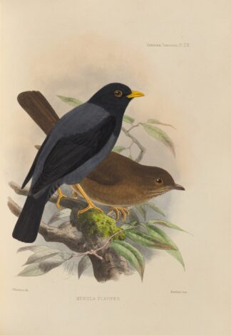 Merula Flavipes by Henry Seebohm