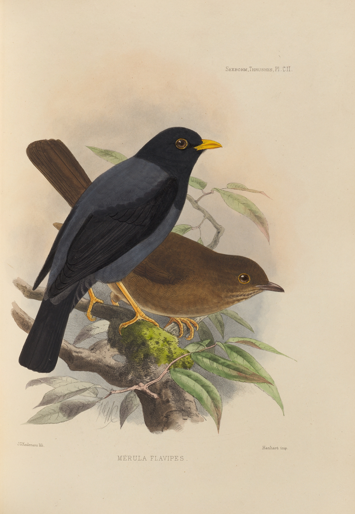 Merula Flavipes by Henry Seebohm
