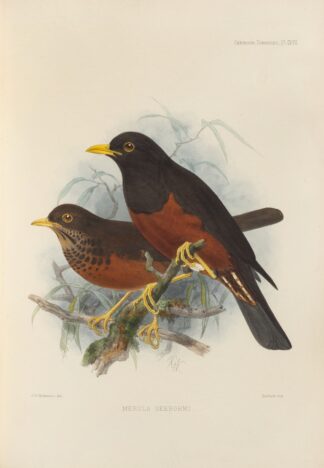 Merula Seebohmi by Henry Seebohm