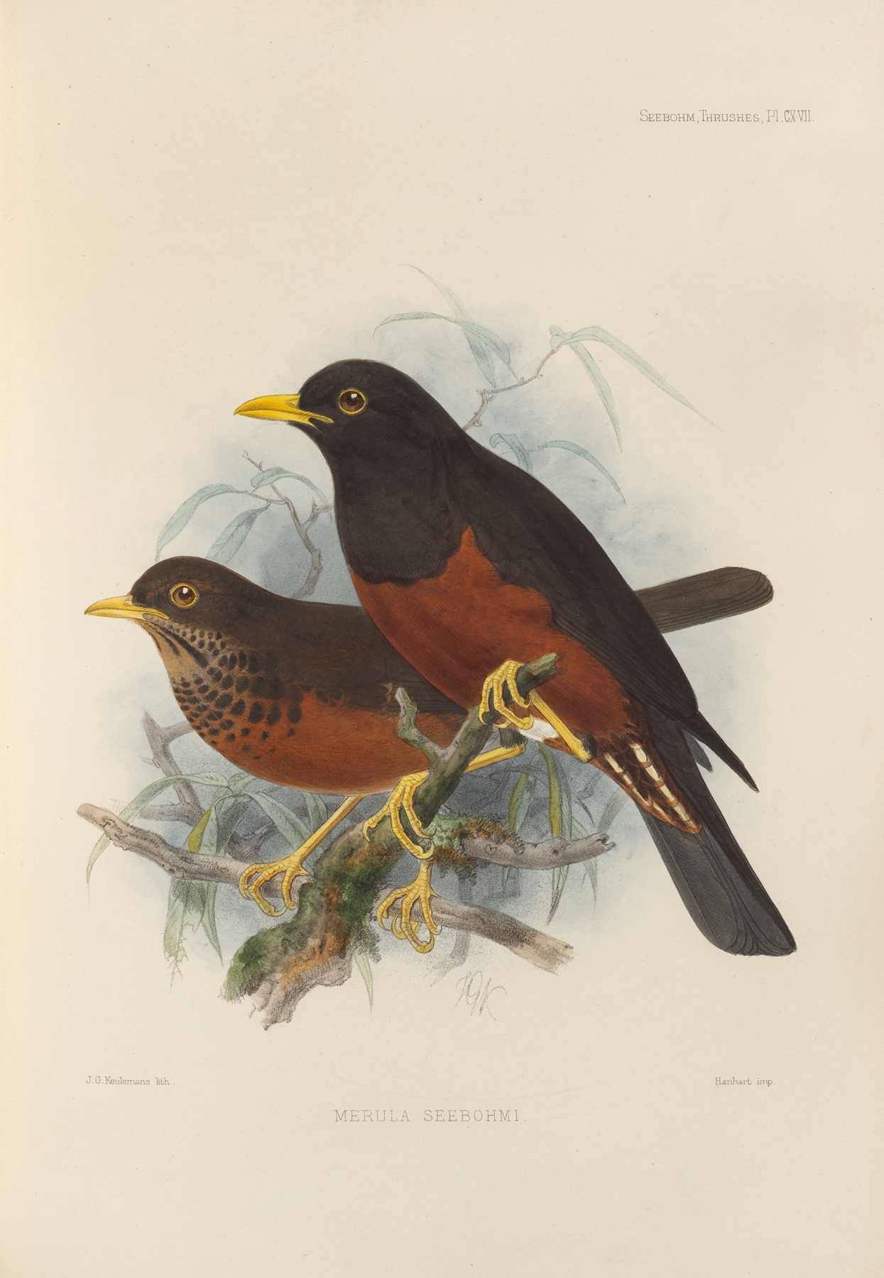 Merula Seebohmi by Henry Seebohm
