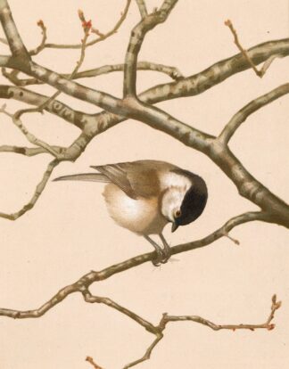 Mésange Nonnette by Léo-Paul Robert