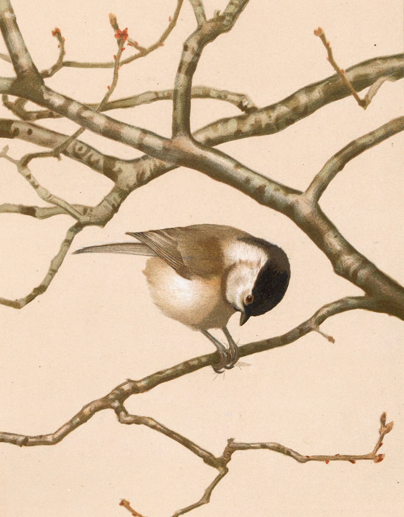 Mésange Nonnette by Léo-Paul Robert