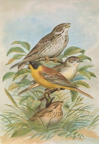 Miliaria calandra, Emberiza melanocephala Scopoli by Johann Friedrich Naumann