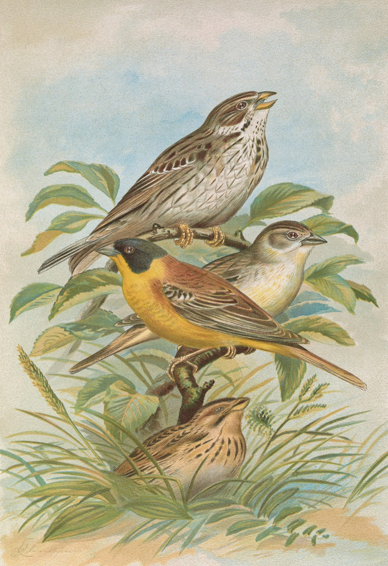 Miliaria calandra, Emberiza melanocephala Scopoli by Johann Friedrich Naumann