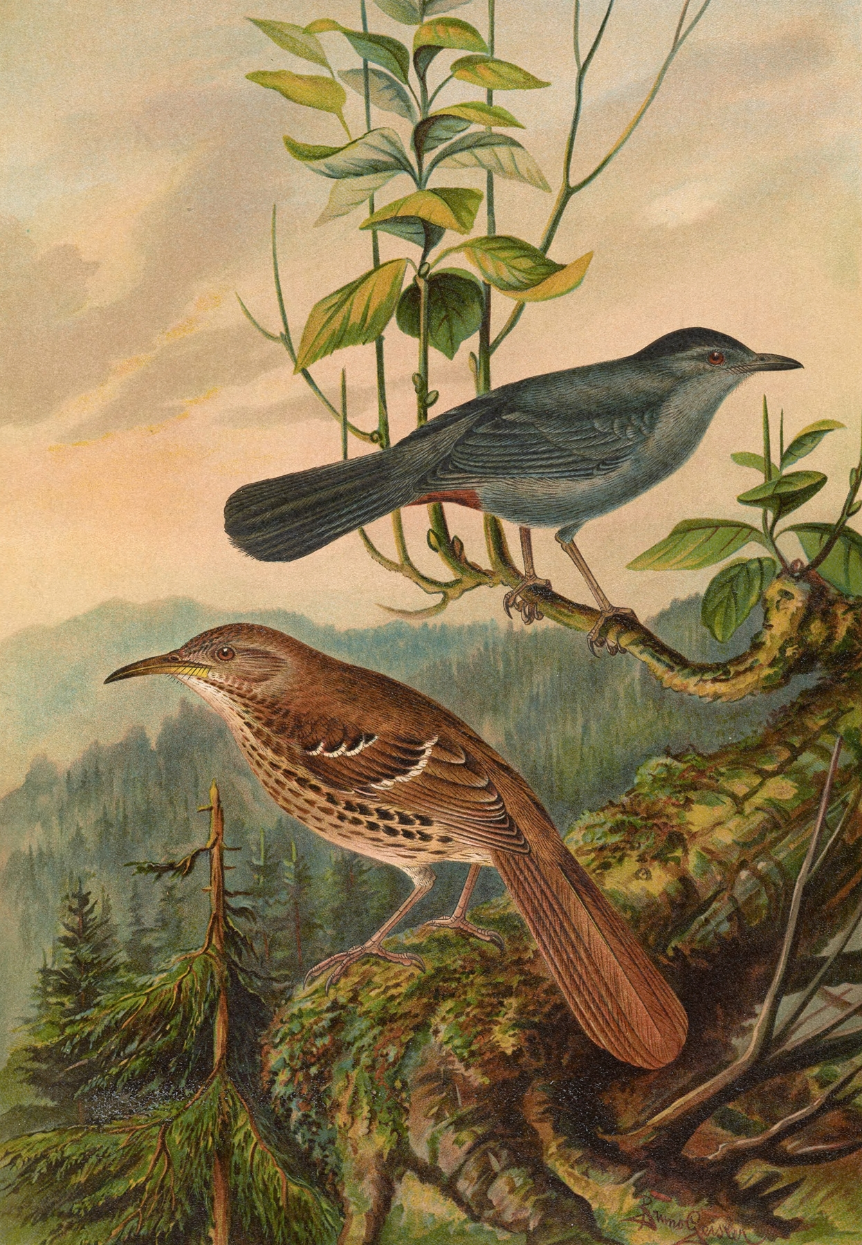 Mimus carolinensis, Harporhynchus rufus by Johann Friedrich Naumann