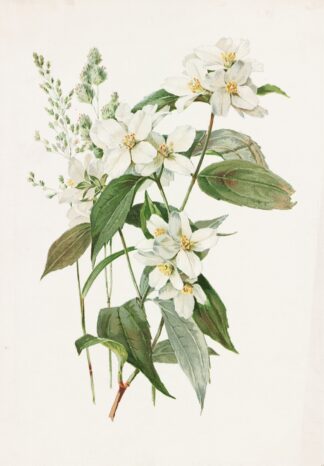 Mock Orange or Syringa by Alois Lunzer