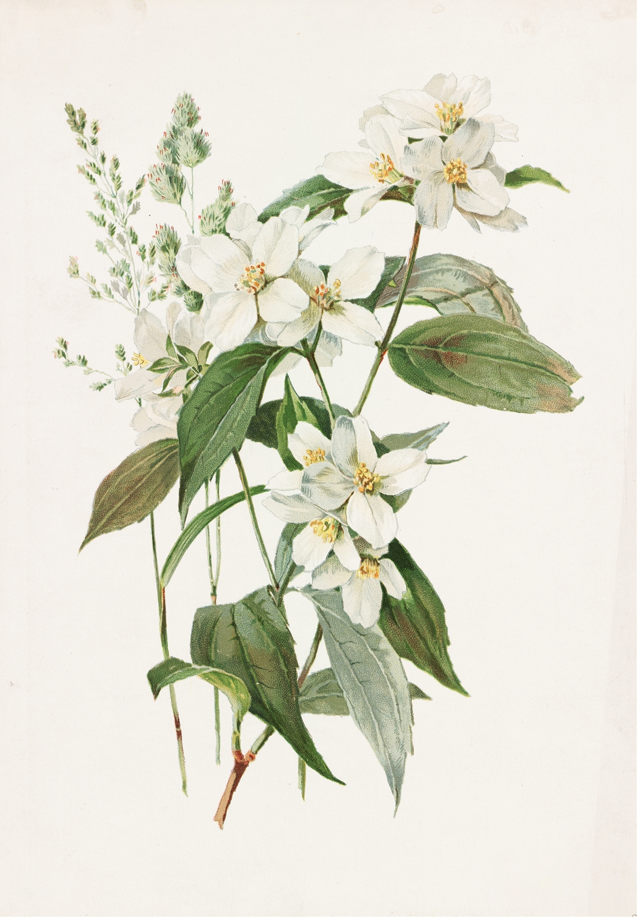 Mock Orange or Syringa by Alois Lunzer