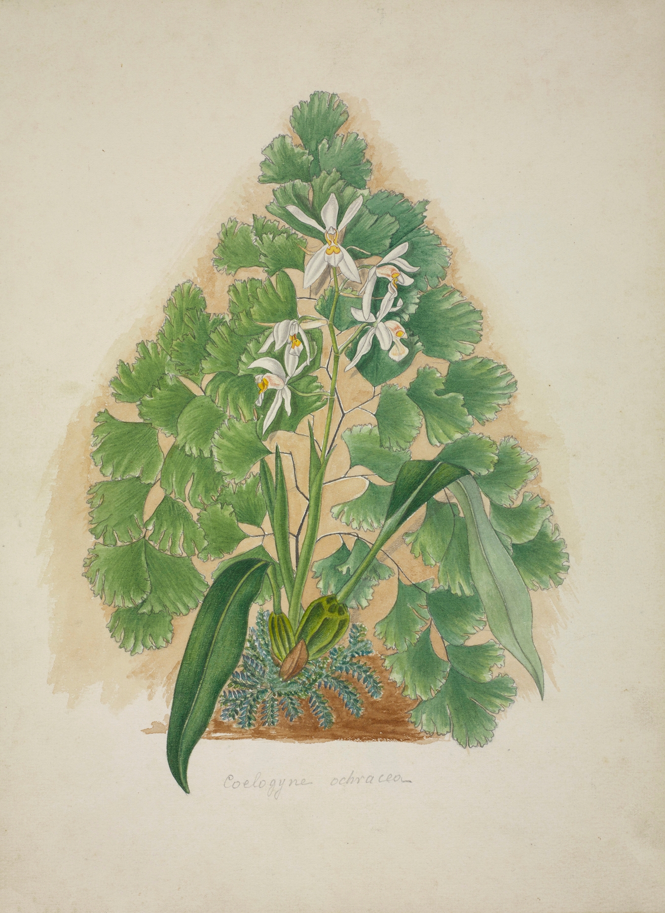 Mon Jardin a Ceylan Pl.004 by George De Alwis