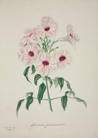 Mon Jardin a Ceylan Pl.013 by George De Alwis