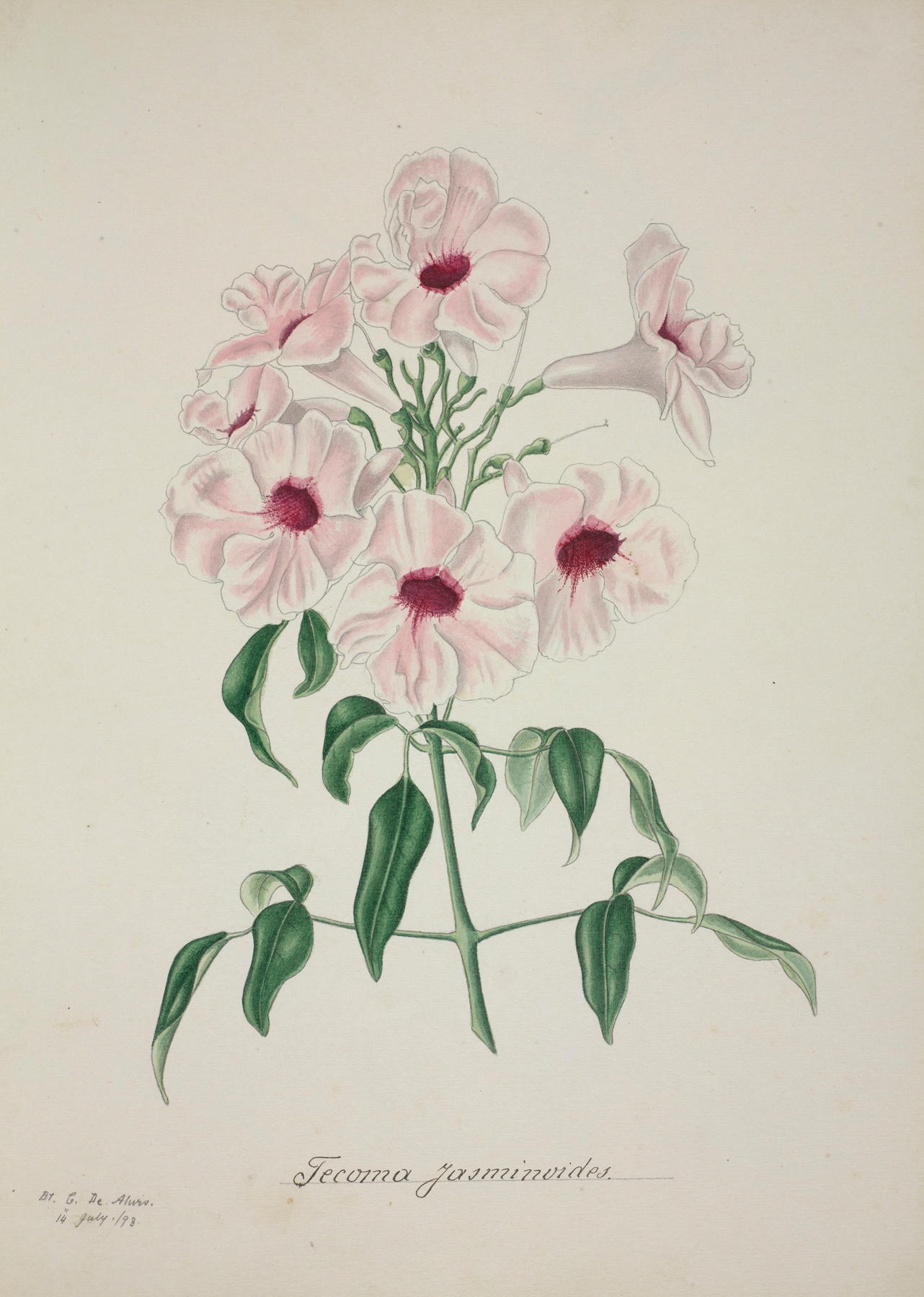 Mon Jardin a Ceylan Pl.013 by George De Alwis
