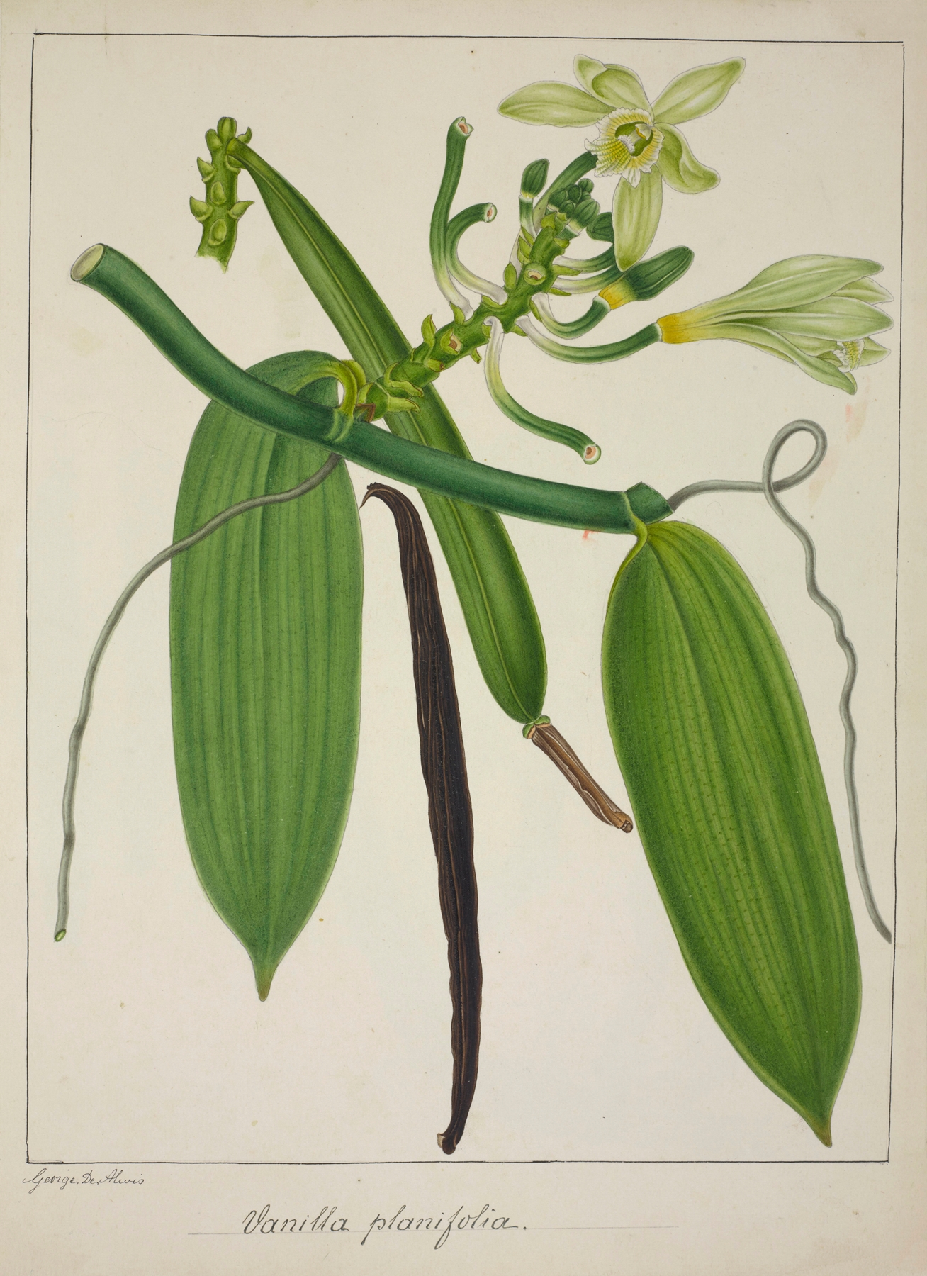 Mon Jardin a Ceylan Pl.114 by George De Alwis