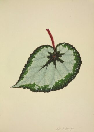 Mon Jardin a Ceylan Pl.178 by George De Alwis