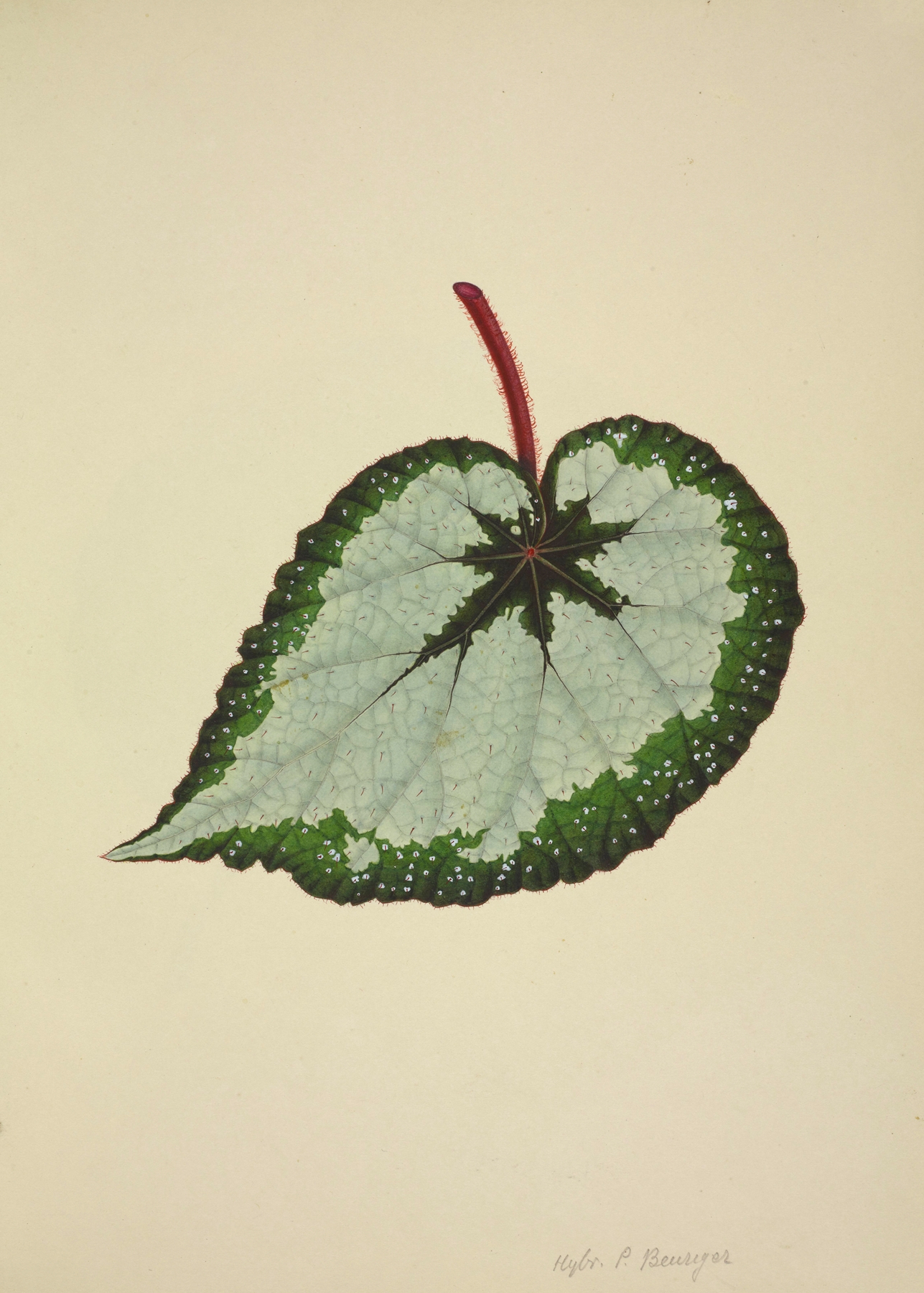 Mon Jardin a Ceylan Pl.178 by George De Alwis